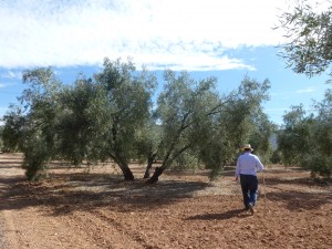 Entre los olivos