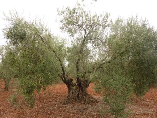 aceite premium de olivos centenarios