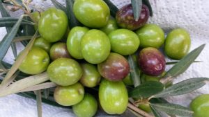 Aceite de oliva gourmet