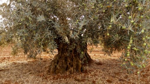 olivo centenario águra