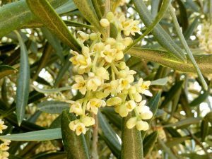Flor del olivo